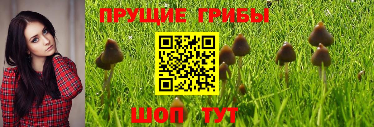 Псилоцибиновые грибы Psilocybe  Вход с VPN  Тверь 